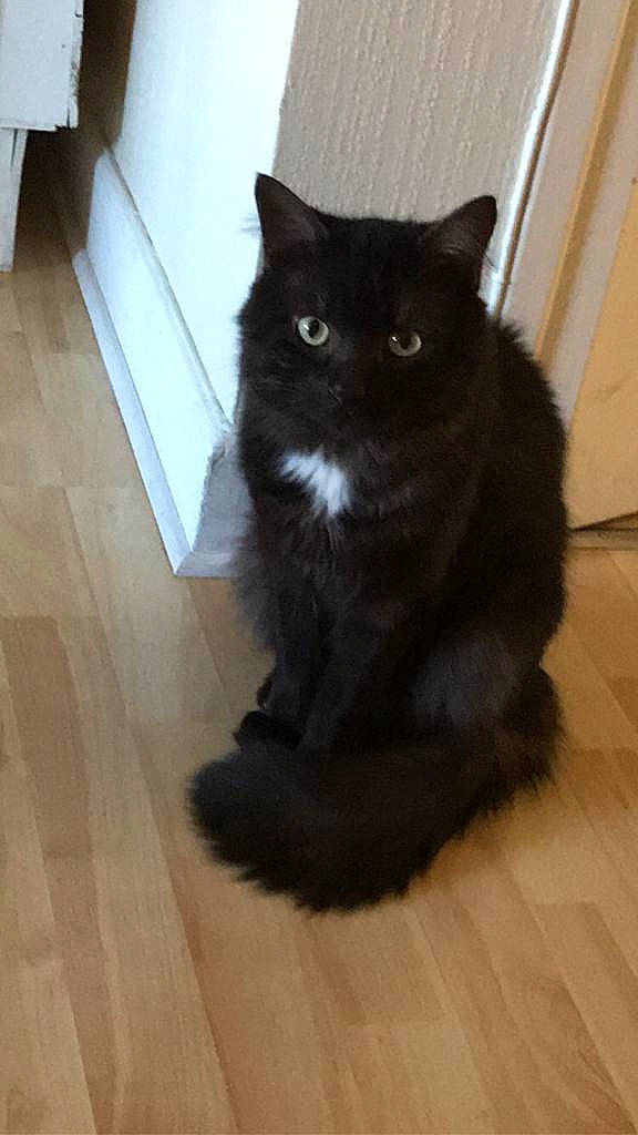 Naâman a rejoint le concours — aidez-le/la à gagner de superbes lots ! asian_semi_longhair, black, black_cat, bombay, carnivore, cat, domestic_long_haired_cat, domestic_short_haired_cat, felidae, floor, flooring, fur, hardwood, laminate_flooring, mammal, norwegian_forest_cat, small_to_medium_sized_cats, tail, whiskers, wood_flooring