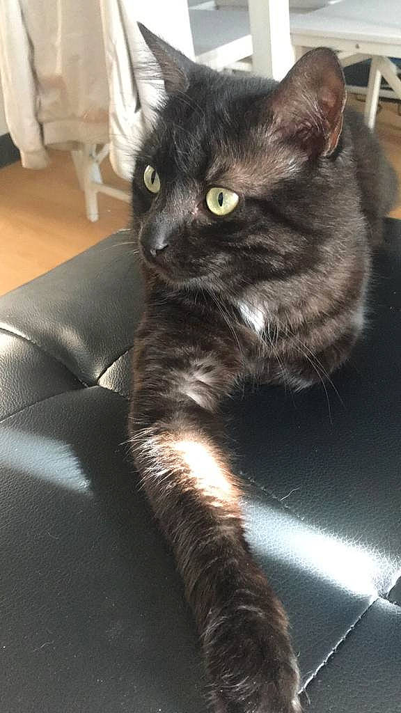 Naâman participe au concours pour gagner de l'argent avec cette photo : asian, black_cat, bombay, carnivore, cat, domestic_long_haired_cat, domestic_short_haired_cat, felidae, kitten, korat, mammal, nebelung, polydactyl_cat, small_to_medium_sized_cats, snout, vertebrate, whiskers