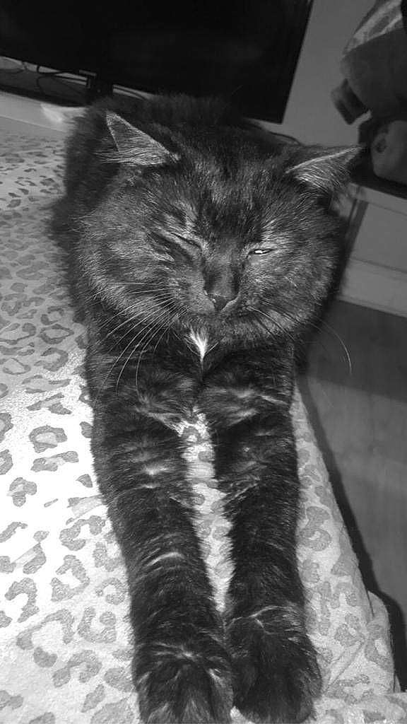 Naâman participe au concours pour gagner de l'argent avec cette photo : asian, black, black_and_white, black_cat, carnivore, cat, domestic_long_haired_cat, domestic_short_haired_cat, european_shorthair, felidae, fur, kitten, norwegian_forest_cat, polydactyl_cat, small_to_medium_sized_cats, snout, tail, whiskers