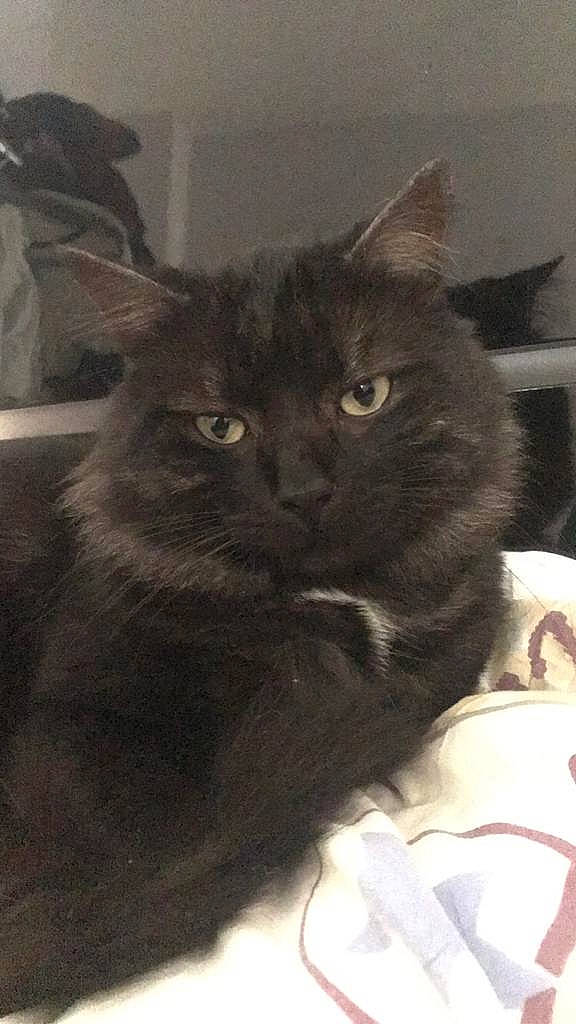 Naâman a rejoint le concours — aidez-le/la à gagner de superbes lots ! asian, black_cat, bombay, british_semi_longhair, burmese, carnivore, cat, cymric, domestic_long_haired_cat, domestic_short_haired_cat, felidae, kitten, korat, mammal, nebelung, norwegian_forest_cat, persian, small_to_medium_sized_cats, vertebrate, whiskers