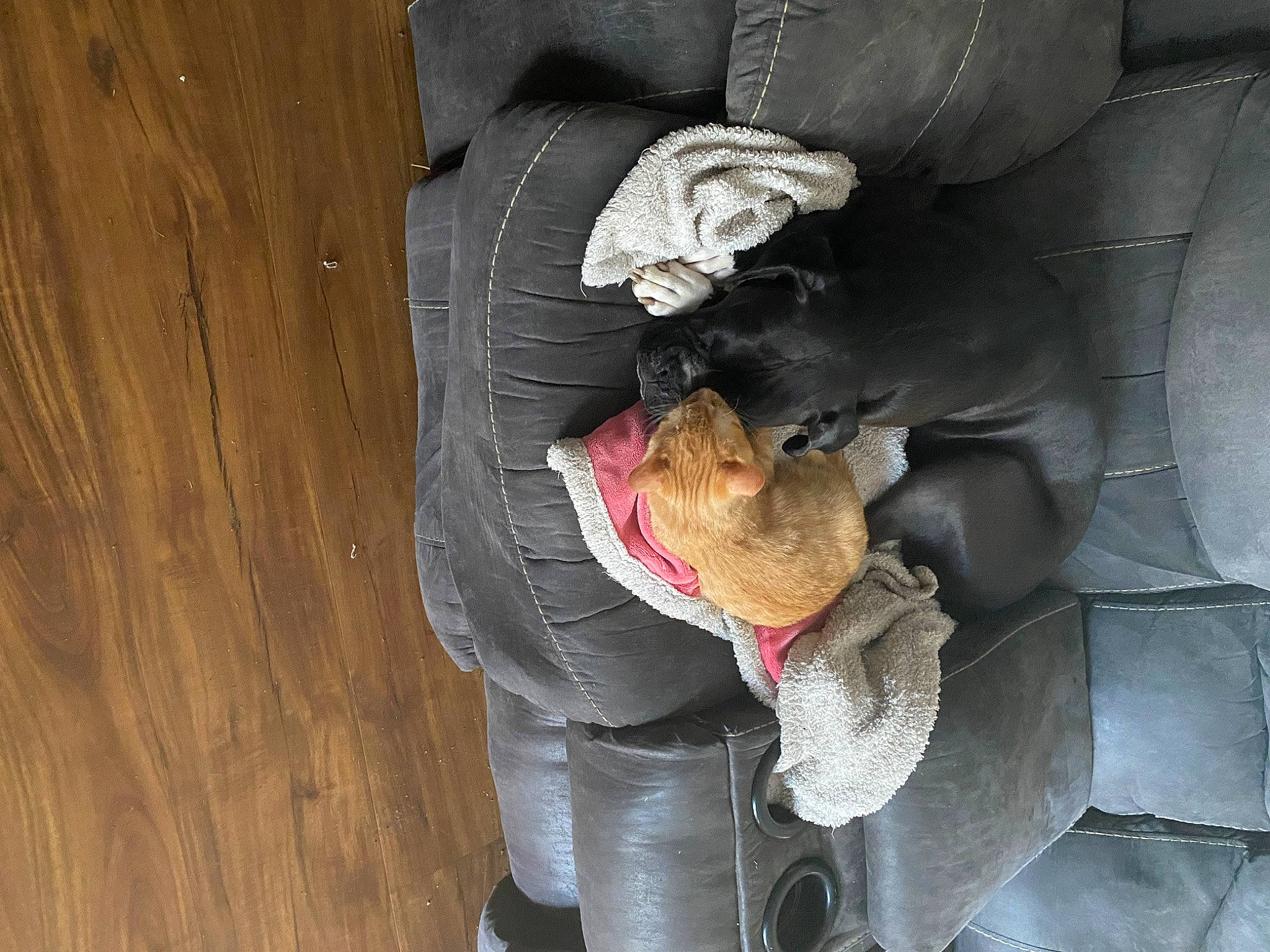 Gemma is registered to the contest to win money with this photo: carmine, carnivore, comfort, fashion_accessory, felidae, fur, hardwood, petal, plant, sporting_group, stuffed_toy, toy, window, wood, working_animal