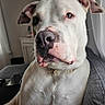 Nova is registered to the contest to win money with this photo: dog, white_dog, portrait, sitting, couch, indoors, pet, canine, short_hair, floppy_ears, collar, close_up, animal_face, serious_expression, soft_lighting, window, curtain, home, furniture, photography