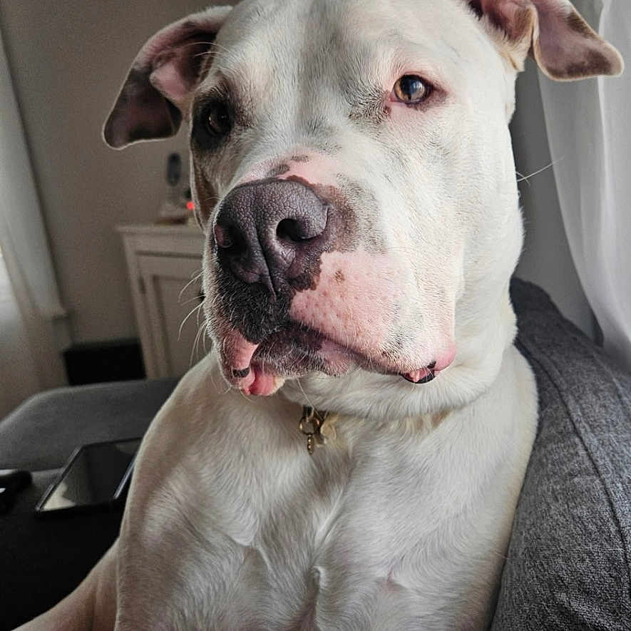 Nova