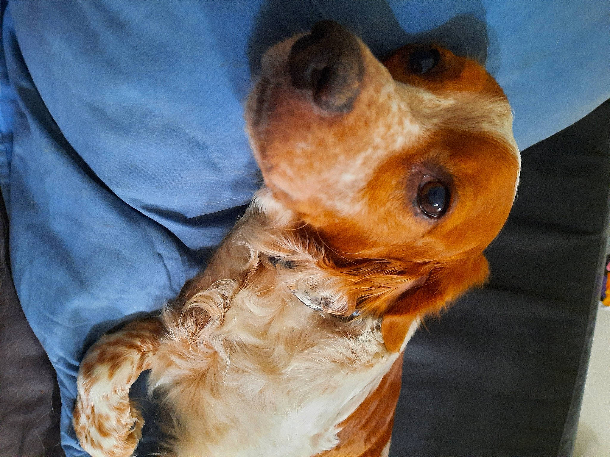 Haribo a rejoint le concours — aidez-le/la à gagner de superbes lots ! aircraft, canidae, carnivore, collar, companion_dog, dog, dog_breed, dog_collar, dog_supply, ear, fawn, fur, liver, pet_supply, puppy, snout, sporting_group, toy_dog, whiskers, working_animal