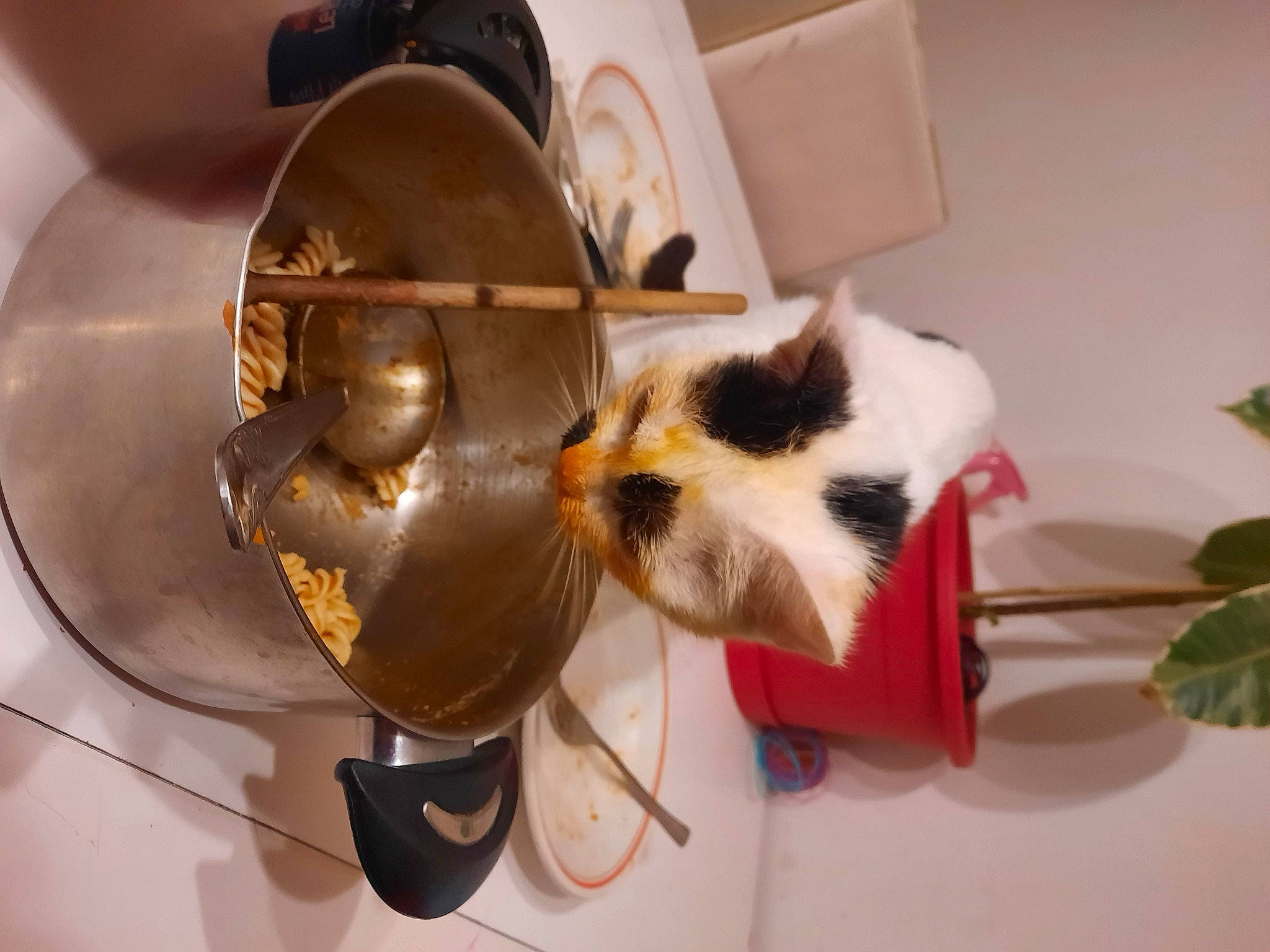 Minnie participe au concours pour gagner de l'argent avec cette photo : art, carnivore, companion_dog, eyewear, felidae, fur, gas, machine, mechanical_fan, metal, paper_towel, personal_protective_equipment, plant, room, small_to_medium_sized_cats, whiskers