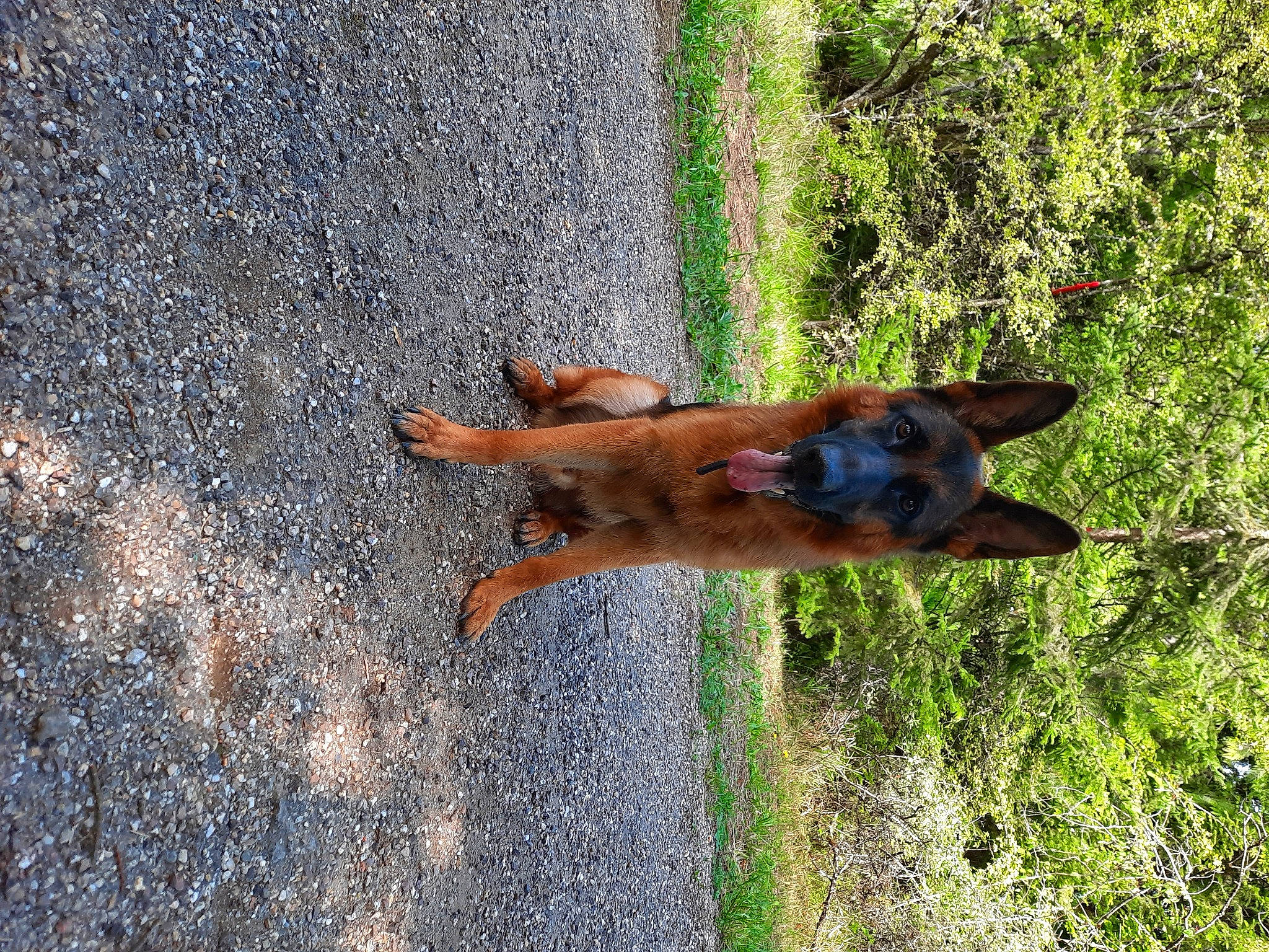 Orso a rejoint le concours — aidez-le/la à gagner de superbes lots ! canidae, carnivore, collar, dog, dog_breed, fawn, grass, hunting_dog, liver, old_german_shepherd_dog, plant, shadow, snout, sporting_group, tail, terrestrial_animal, tree, wildlife, working_dog