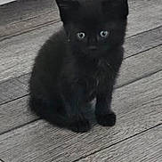 Boo joined the competition — help win amazing prizes! kitten, black_cat, floor, wooden_floor, pet, animal, indoor, curious, small, cute, feline, young, domestic_cat, eyes, sitting, fur, whiskers, cabinet, house, background
