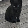 kitten, black_cat, floor, wooden_floor, pet, animal, indoor, curious, small, cute, feline, young, domestic_cat, eyes, sitting, fur, whiskers, cabinet, house, background