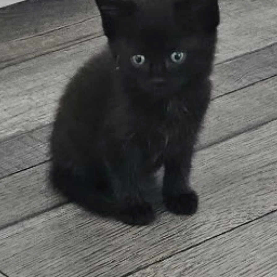 Boo
