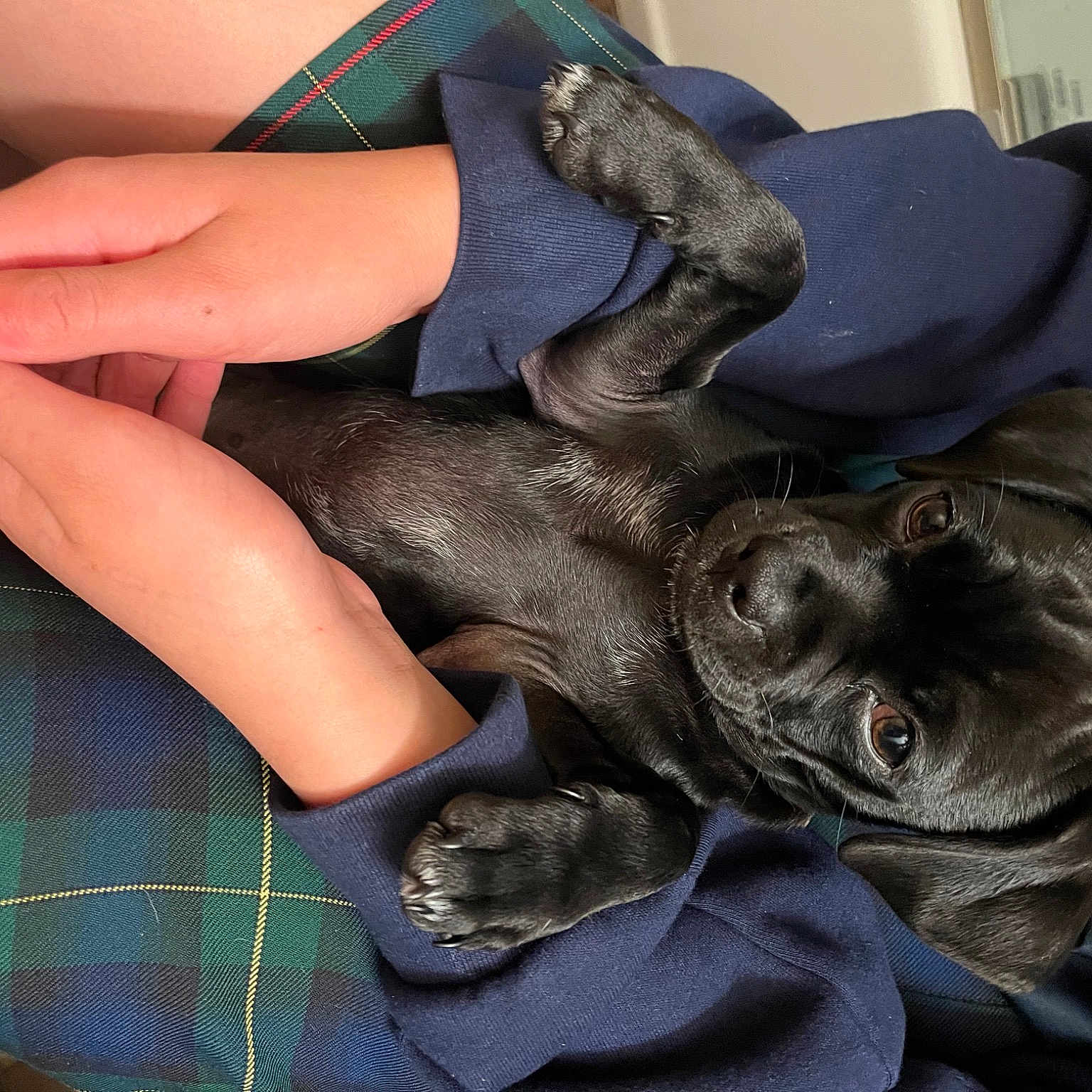 Ace is registered to the contest to win money with this photo: auto_part, claw, comfort, fashion_accessory, felidae, finger, foot, fur, gesture, hand, human_leg, leg, nail, pattern, personal_protective_equipment, plaid, tartan, thigh, thumb, wrist