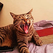 Tigress Tzepo is registered to the contest to win money with this photo: cat, tabby, yawning, teeth, tongue, bed, book, indoor, feline, pet, striped, relaxed, animal, mammal, paw, whiskers, fur, closeup, cute, sleepy