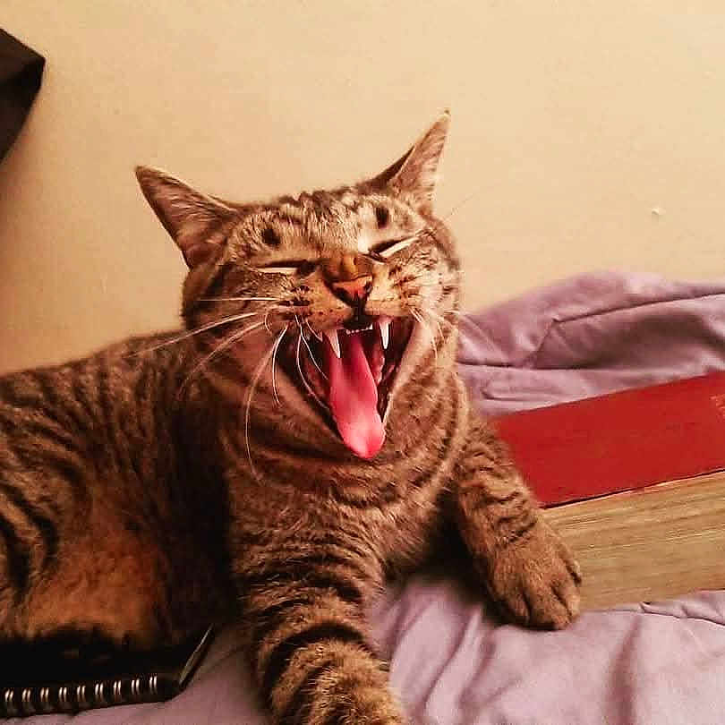 Tigress Tzepo is registered to the contest to win money with this photo: animal, bed, book, cat, closeup, cute, feline, fur, indoor, mammal, paw, pet, relaxed, sleepy, striped, tabby, teeth, tongue, whiskers, yawning
