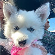Capri is registered to the contest to win money with this photo: blue_eyes, candid, car_interior, close_up, daylight, dog, driver, fluffy, human_hand, pet, pink_harness, portrait, puppy, seatbelt, sky, sunlight, vehicle, white_fur, window, woman
