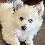 Capri joined the competition — help win amazing prizes! adorable, animal, blue_eyes, close_up, curious, cute, dog, ears, fluffy, furry, indoor, leather_surface, nose, paw, pet, portrait, puppy, sitting, white_fur, young_dog