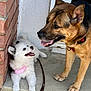Capri is registered to the contest to win money with this photo: animals, brick_wall, canine, companions, concrete_porch, dog, doorway, ears_up, friendly, german_shepherd, leash, outdoor, pets, pink_harness, playful, puppy, side_view, smiling, tongue_out, white_puppy