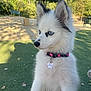 Capri is registered to the contest to win money with this photo: animal, black_fur, blue_eyes, canine, collar, cute, daylight, dog, fluffy, grass, looking_away, nature, outdoor, park, pet, puppy, sunlight, tree, white_fur, young