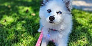 Capri is registered to the contest to win money with this photo: animal, blue_eyes, canine, cute, dog, domestic_animal, fluffy, friendly, grass, happy, leash, lying_down, nature, outdoor, pet, pink_leash, portrait, summer, sunlight, white_dog