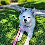 animal, blue_eyes, canine, cute, dog, domestic_animal, fluffy, friendly, grass, happy, leash, lying_down, nature, outdoor, pet, pink_leash, portrait, summer, sunlight, white_dog