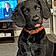 Barney