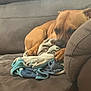 Moose is registered to the contest to win money with this photo: animal, blanket, brown_dog, canine, comfort, couch, cozy, dog, fur, furniture, home, indoor, mammal, nap, paw, pet, relaxing, resting, sleepy, snuggling