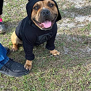 Moose is registered to the contest to win money with this photo: animal, black_clothing, canine, casual, companionship, cute, dog, footwear, grass, happy, hoodie, leash, nature, outdoor, paw, person, pet, smiling, tongue_out, walking