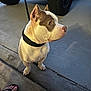 Sativa is registered to the contest to win money with this photo: animal, collar, concrete, curious, dog, ear_cropped, flip_flops, floor, footwear, leash, outdoor, pavement, pet, pet_owner, pink_nail_polish, side_view, sitting, tire, vehicle, waiting