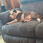 Sativa joined the competition — help win amazing prizes! brown, canine, couch, cozy, dog, floor, furniture, indoor, leather, living_room, paw, pet, relaxing, resting, sleeping, snout, sunlight, white, window, wood_paneling