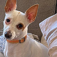 Roscoe joined the competition — help win amazing prizes! dog, white_dog, pet, ears, orange_collar, bed, blanket, pillow, indoor, cozy, sitting, curious, fur, animal, canine, closeup, companion, domestic_animal, cute, resting