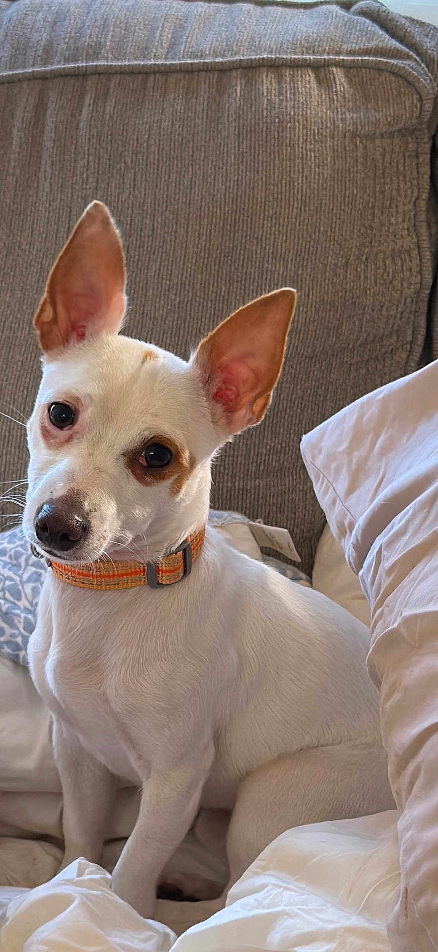 Roscoe joined the competition — help win amazing prizes! dog, white_dog, pet, ears, orange_collar, bed, blanket, pillow, indoor, cozy, sitting, curious, fur, animal, canine, closeup, companion, domestic_animal, cute, resting