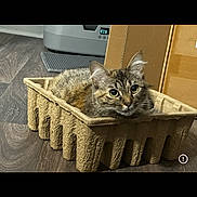Luna joined the competition — help win amazing prizes! cat, tabby_cat, cardboard_tray, wooden_floor, pet, indoor, curious, alert, fur, ears, eyes, printer, box, small_space, resting, animal, domestic, cute, feline, texture