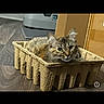 cat, tabby_cat, cardboard_tray, wooden_floor, pet, indoor, curious, alert, fur, ears, eyes, printer, box, small_space, resting, animal, domestic, cute, feline, texture