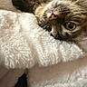 Luna is registered to the contest to win money with this photo: cat, tabby, fluffy_blanket, upside_down, green_eyes, whiskers, cozy, indoor, close_up, pet, feline, cute, soft_texture, resting, animal, fur, relaxed, portrait, sleepy, comfort