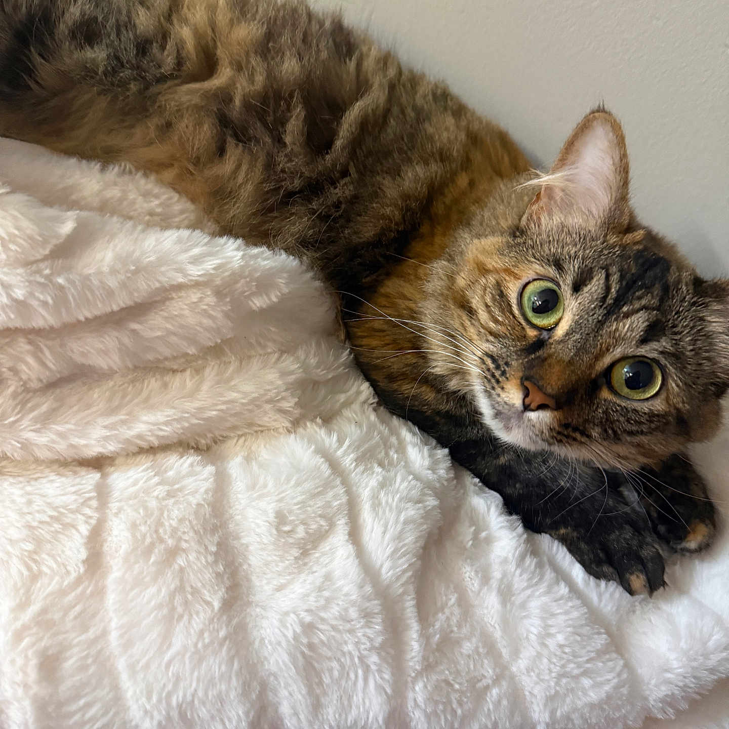 Luna joined the competition — help win amazing prizes! cat, tabby, feline, pet, animal, fur, green_eyes, whiskers, paws, blanket, white_blanket, cozy, relaxed, indoor, soft_texture, resting, cute, curious, close_up, portrait