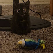 Cutie is registered to the contest to win money with this photo: animal, black_cat, carpet, cute, domestic_cat, feline, fish_toy, floor, furry, home, indoor, kitten, pet, playful, shadow, sitting, small, soft_toy, toy, young_cat