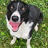 animal, black_and_white_dog, black_fur, border_collie, close_up, clover, dog, floppy_ear, grass, happy, lawn, nature, outdoors, pet, portrait, sitting, smiling, tongue_out, white_chest, white_fur