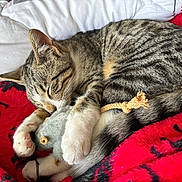 Tigros participe au concours pour gagner de l'argent avec cette photo : cat, kitten, sleeping, striped_fur, paws, whiskers, toy_mouse, plush_toy, red_blanket, white_pillow, bedding, cozy, nap, close_up, pet, domestic_cat, fur, tail, indoor, soft_texture
