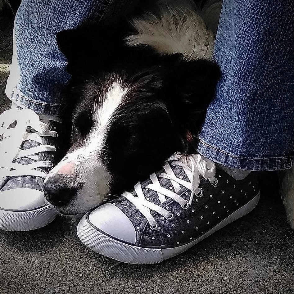 Moss joined the competition — help win amazing prizes! border_collie, dog, dog_breed, dog_breed_group, dog_like_mammal, foot, footwear, outdoor_shoe, puppy, shoe, snout