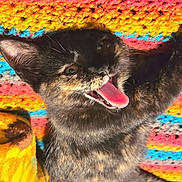 Toes joined the competition — help win amazing prizes! animal, cat, close_up, colorful, cute, domestic_cat, ears, feline, fur, kitten, knitted_blanket, multicolor, pet, playful, soft, texture, tongue_out, tortoiseshell, whiskers, young
