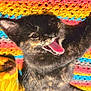 animal, cat, close_up, colorful, cute, domestic_cat, ears, feline, fur, kitten, knitted_blanket, multicolor, pet, playful, soft, texture, tongue_out, tortoiseshell, whiskers, young