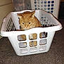 Garfield is registered to the contest to win money with this photo: cat, laundry_basket, indoor, carpet, animal, pet, orange_cat, curious, household, plastic, floor, domestic, feline, container, cozy, resting, closeup, cute, sitting, home