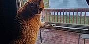 Garfield is registered to the contest to win money with this photo: cat, orange_tabby, window, curious, indoor, outdoor, deck, chair, cushion, patterned_fabric, yellow_basket, backyard, tree, building, fence, daylight, pet, animal, looking_out, home