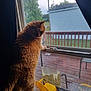 cat, orange_tabby, window, curious, indoor, outdoor, deck, chair, cushion, patterned_fabric, yellow_basket, backyard, tree, building, fence, daylight, pet, animal, looking_out, home