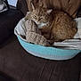 Garfield joined the competition — help win amazing prizes! cat, ginger_cat, basket, plush_toy, couch, brown_blanket, indoor, pet, feline, resting, cozy, sleepy, soft_texture, furniture, domestic_animal, cute, home, relaxed, fur, animal