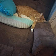 Garfield is registered to the contest to win money with this photo: cat, orange_cat, couch, blanket, pillow, indoor, relaxing, pet, feline, fur, resting, cozy, home, living_room, sleepy, animal, cute, domestic_cat, comfort, soft