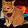 Garfield