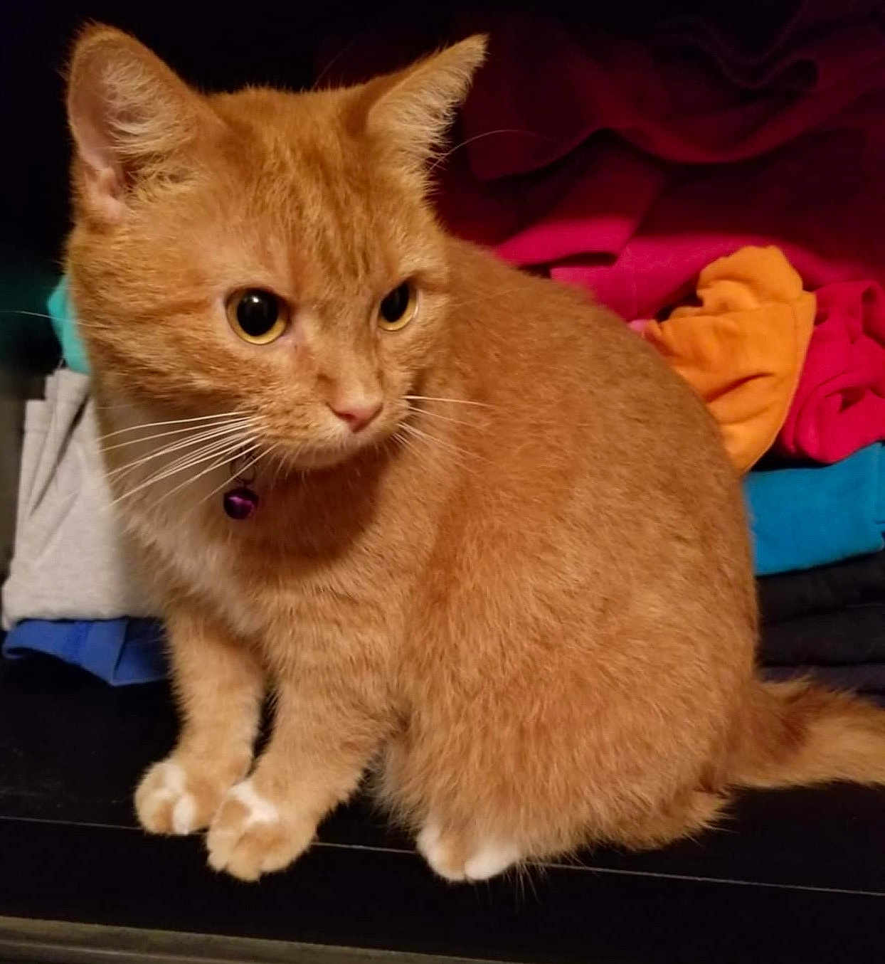 Garfield is registered to the contest to win money with this photo: cat, ginger_cat, pet, animal, feline, whiskers, ears, collar, indoor, curious, sitting, folded_clothes, laundry, shelf, fur, paws, cute, domestic_animal, closeup, alert