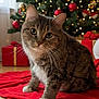 animal, cat, christmas_tree, closeup, cute, decorations, domestic_cat, festive, floor, fur, gift_box, holiday, indoor, ornaments, pet, red_blanket, red_bow, seasonal, tabby_cat, whiskers
