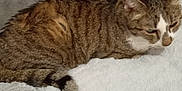 Biloute participe au concours pour gagner de l'argent avec cette photo : animal, cat, comfort, cozy, cute, domestic, feline, fur, furry, indoor, mammal, pet_bed, relaxed, resting, sleepy, soft, striped, tabby, tail, whiskers