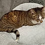 animal, cat, comfort, cozy, cute, domestic, feline, fur, furry, indoor, mammal, pet_bed, relaxed, resting, sleepy, soft, striped, tabby, tail, whiskers