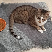 Biloute participe au concours pour gagner de l'argent avec cette photo : animal, cat, cozy, cute, domestic, feline, food_bowl, fur, gray_blanket, indoor, kibble, looking_away, paws, pet, relaxed, resting, striped, tabby, tail, whiskers